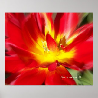 Papaver op vuur. poster