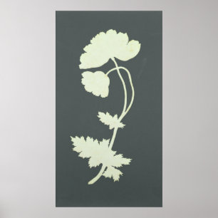 Papaver Poster