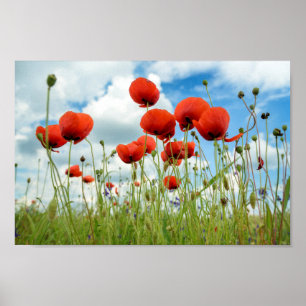 Papaver Poster