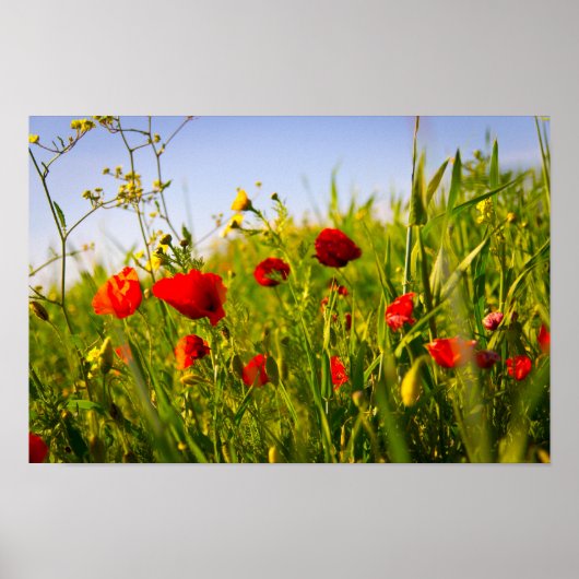 papaver poster (Voorkant)