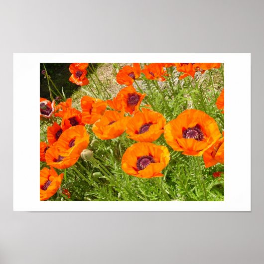 papaver poster (Voorkant)