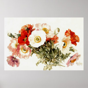 papaver poster