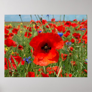 Papaver poster
