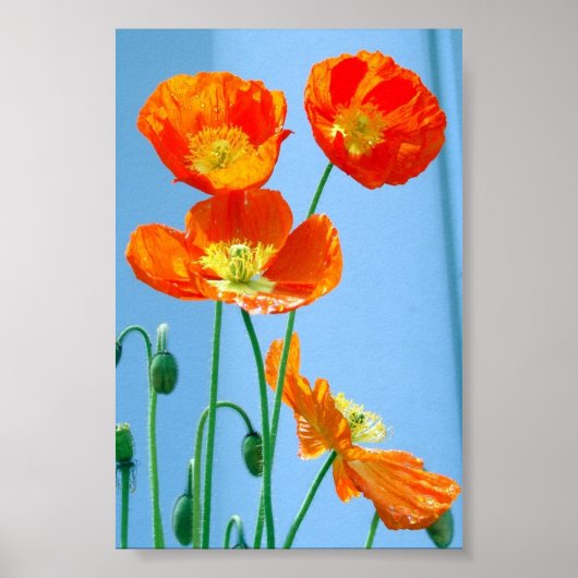 papaver poster (Voorkant)