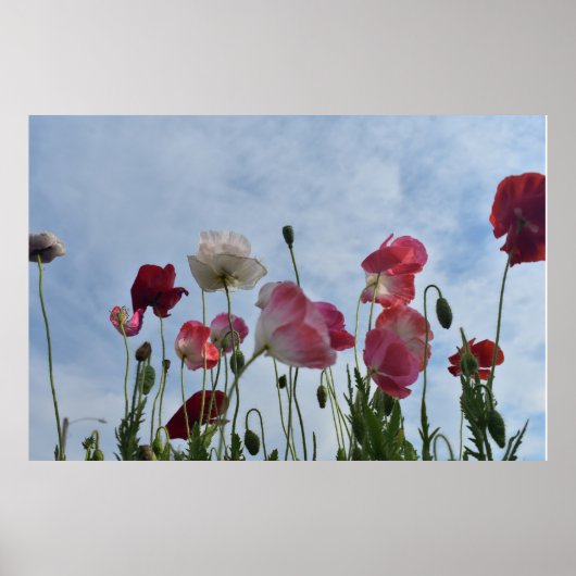 papaver poster (Voorkant)