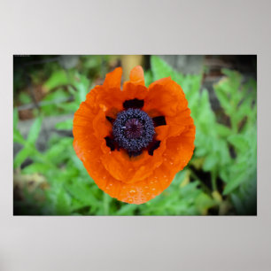 papaver, poster