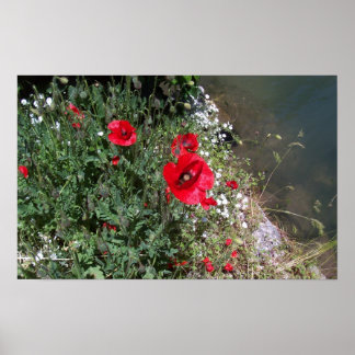 papaver poster