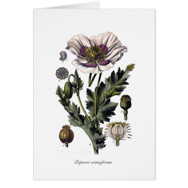 Papaver somniferum (Devant)