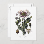 Papaver somniferum briefkaart (Voorkant / Achterkant)