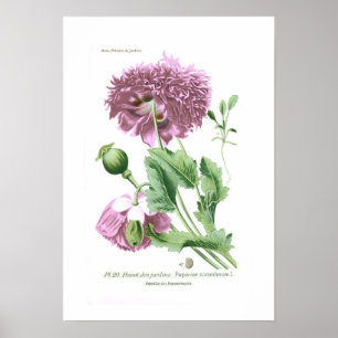 Papaver somniferum (opiumpapaver) poster