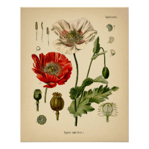 Papaver Somniferum - Poppy Perfect Poster