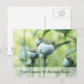 Papaver Somniferum Seed Head Briefkaart (Voorkant / Achterkant)