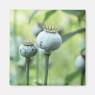 Papaver Somniferum Seed Head Magneet