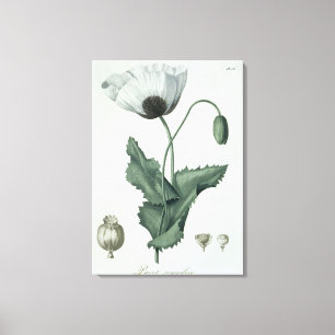 Papaver Somniferum uit 'Phytographie Medicale' doo Canvas Afdruk