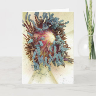 Papaver Stamens Kaart
