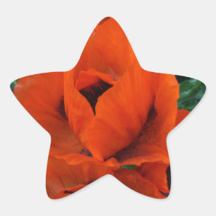 papaver ster sticker