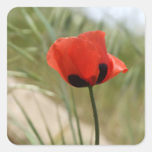 Papaver Stickers