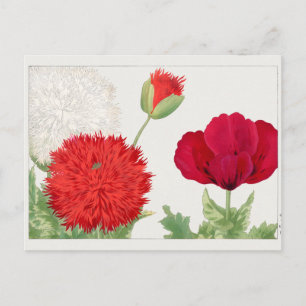 Papaver van Tanigami Konan Briefkaart