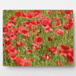 Papaver veld - Verbluffend! Fotoplaat