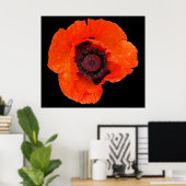papaverbloem na regenval poster (Thuiskantoor)