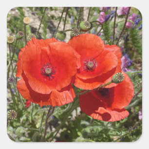 PAPAVERBLOEMEN VIERKANTE STICKER