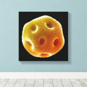 Papaverpollen Canvas Afdruk (Insitu (Houten vloer))