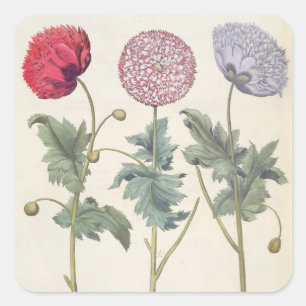 Papavers: 1.Papaver multiplex albumoris rubicundis Vierkante Sticker