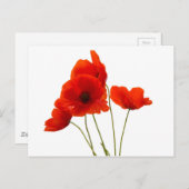 papavers briefkaart (Voorkant / Achterkant)