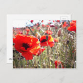 Papavers Briefkaart (Voorkant / Achterkant)