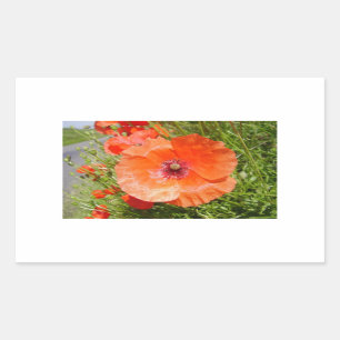 papavers - coquelicots rechthoekige sticker