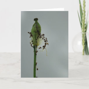 Papavers en scheerhaar 12 Floral Photography Greet Kaart