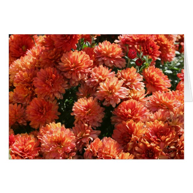 Papavers I (Voorkant Horizontaal)