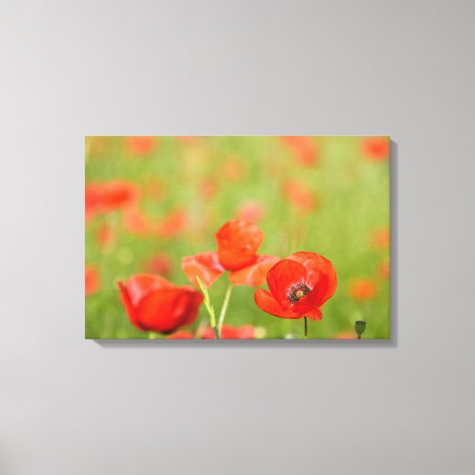 Papavers in een papaver veld canvas afdruk (Voorkant)