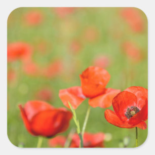 Papavers in een papaver veld sticker