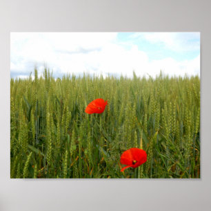Papavers in een Poster met warmtewaarde