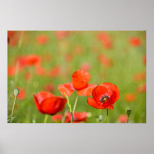 Papavers in een poster van papavervelden