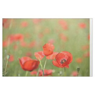 Papavers in een weefsel van papavers met rode bloe stof