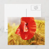 Papavers in het cornfield briefkaart (Voorkant / Achterkant)
