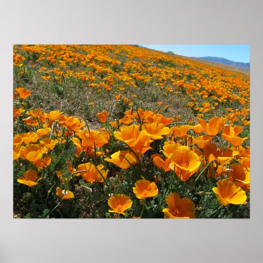 Papavers in perspectief poster (Voorkant)