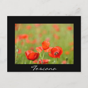 Papavers in Toscane, briefkaart met zwarte tekst