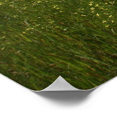 Papavers in velden poster (Hoek)