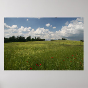 Papavers in velden poster