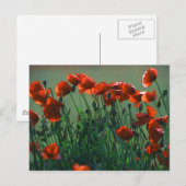 Papavers nr. 3 | BRIEFKAART (Voorkant / Achterkant)