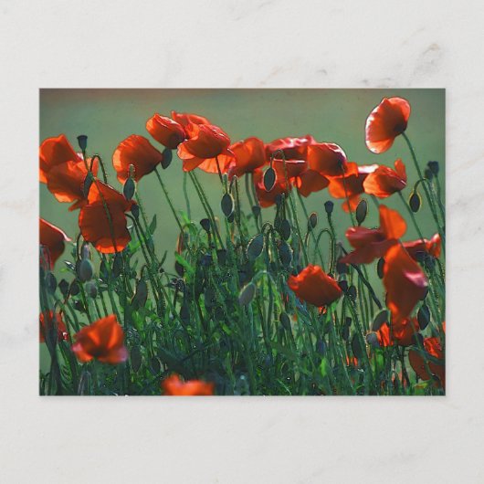 Papavers nr. 3 | BRIEFKAART (Voorkant)