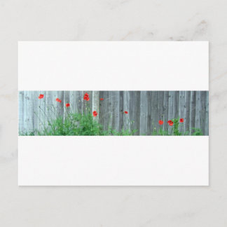Papavers op een muur briefkaart