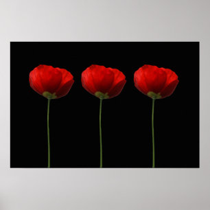 Papavers op zwart Poster