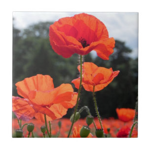 Papaverveld, rosy Tangerine Flowers Tegeltje