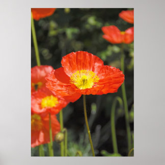Papavery 1 poster