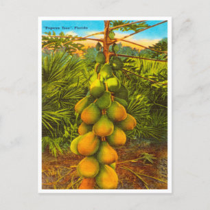  Papaya-boom, Florida Travel Briefkaart
