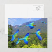 papegaai briefkaart (Voorkant / Achterkant)